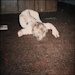 carpet_bed